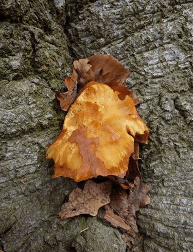 An over-mature fruit body with fungivory damage on beech in Epping, UK.